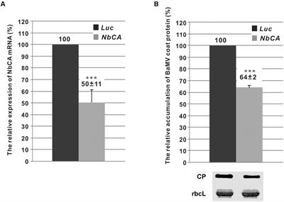 Nuclear-Encoded Plastidal Carbonic Anhydrase Is Involved in Replication of Bamboo mosaic virus RNA in Nicotiana benthamiana